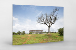 Baum vor dem Estádio Nacional de Brasília - 11FREUNDE BILDERWELT