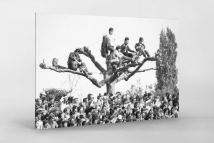 Fans auf dem Baum - 11FREUNDE BILDERWELT