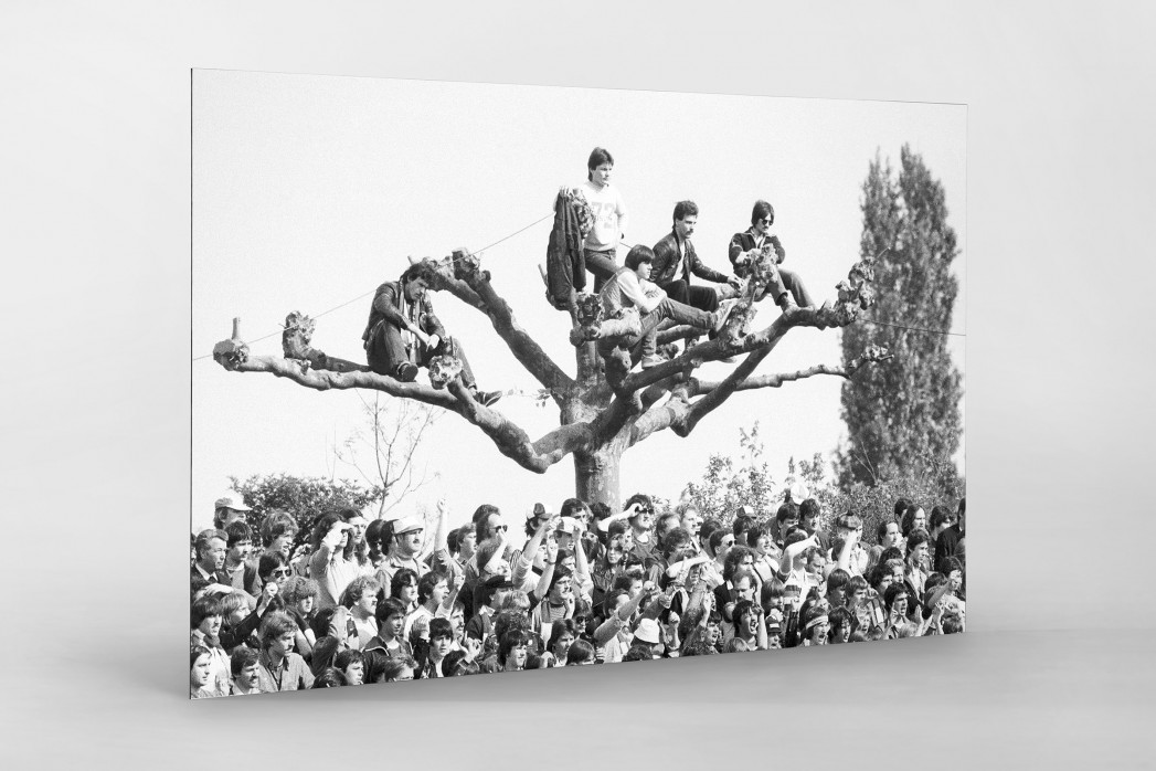 Fans auf dem Baum als auf Alu-Dibond kaschierter Fotoabzug