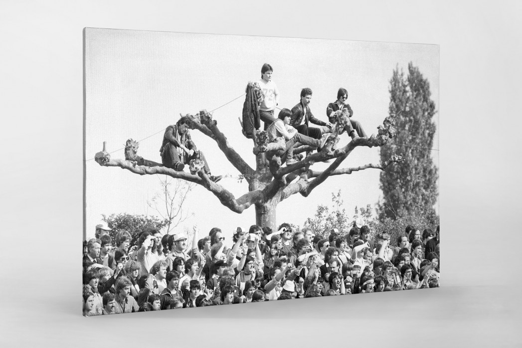 Fans auf dem Baum als Leinwand auf Keilrahmen gezogen