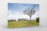 Baum vor dem Estádio Nacional de Brasília als auf Alu-Dibond kaschierter Fotoabzug