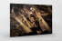 Young Corinthians Fan (2) als Direktdruck auf Alu-Dibond hinter Acrylglas