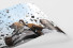 Corinthians Fans Celebrating (1) als FineArt-Print
