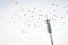 Vogelschwarm im Flutlichtmast im Wildparkstadion