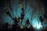 Auf den Bäumen bei Flutlicht - 11FREUNDE BILDERWELT