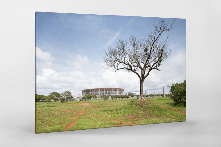 Baum vor dem Estádio Nacional de Brasília - 11FREUNDE BILDERWELT