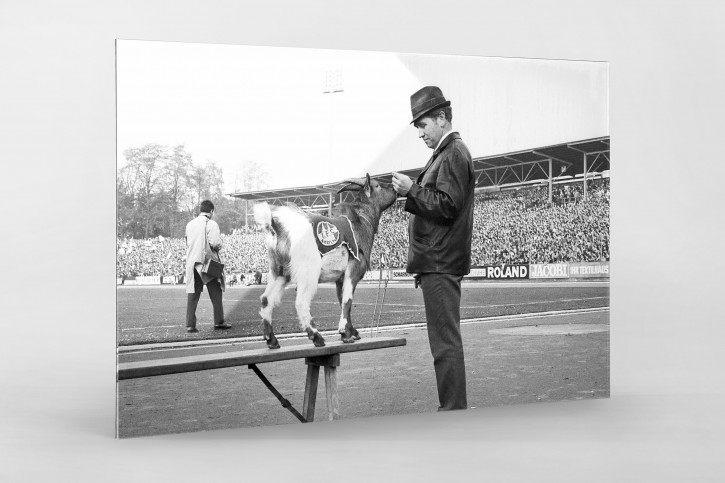 Geißbock Hennes Maskottchen vom 1. FC Köln - 11FREUNDE Shop - Fußball Foto Wandbild