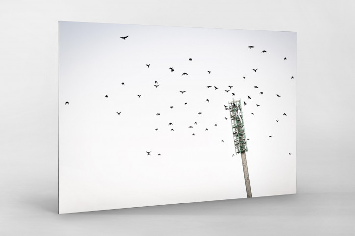 Vogelschwarm im Flutlichtmast im Wildparkstadion