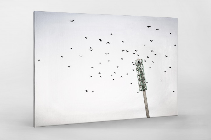 Vogelschwarm im Flutlichtmast im Wildparkstadion