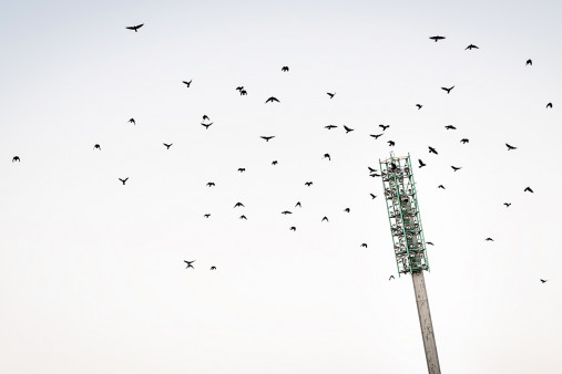 Vogelschwarm im Flutlichtmast im Wildparkstadion